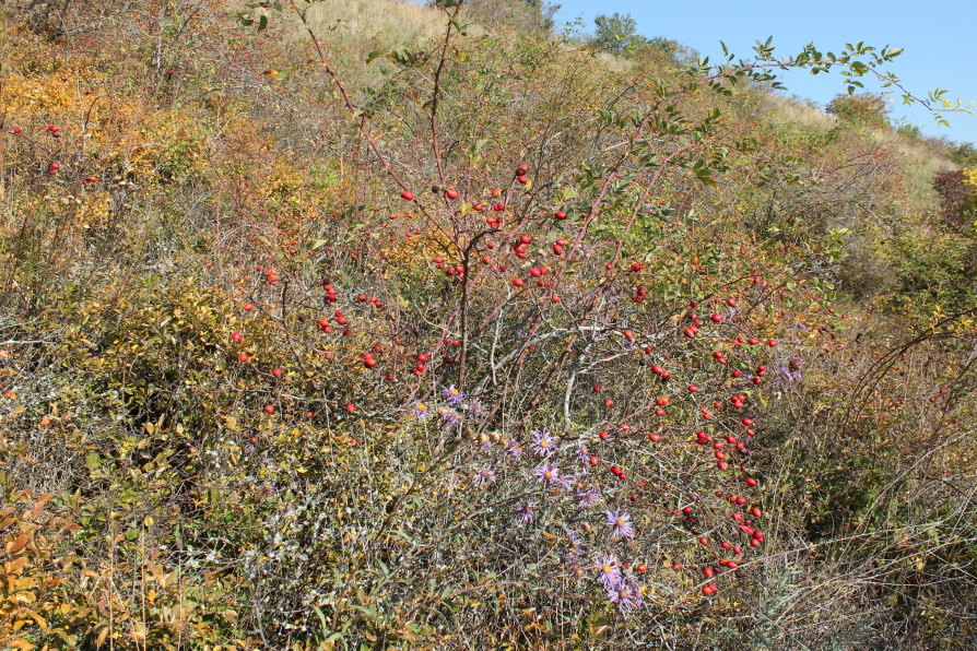 V porostu velmi vzácné třešně křovité (Prunus fruticosa) byla objevena vzácná hvězdnice chlumní Aster amellus (fialově kvetoucí v popředí). Avšak obojí zarůstá šípkem.
