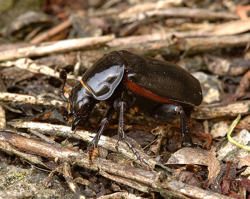 hrobařík Nicrophorus germanicus