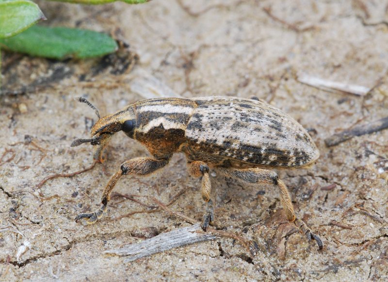 nosatec Pseudocleonus cinereus