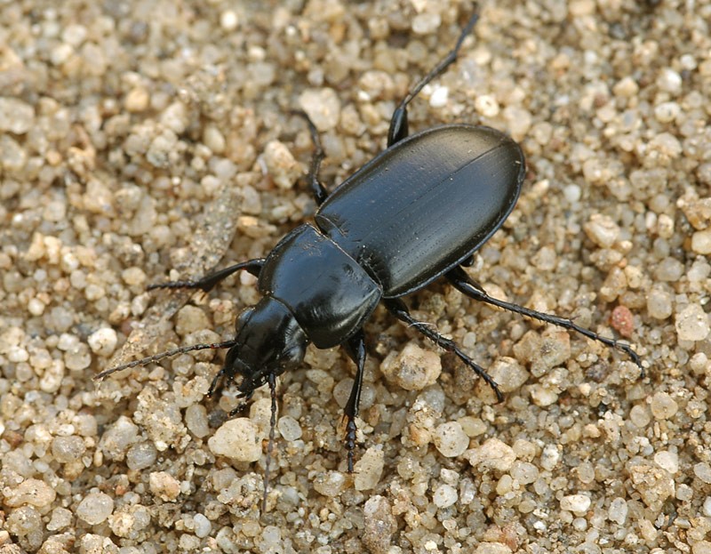 střevlík Poecilus punctulatus